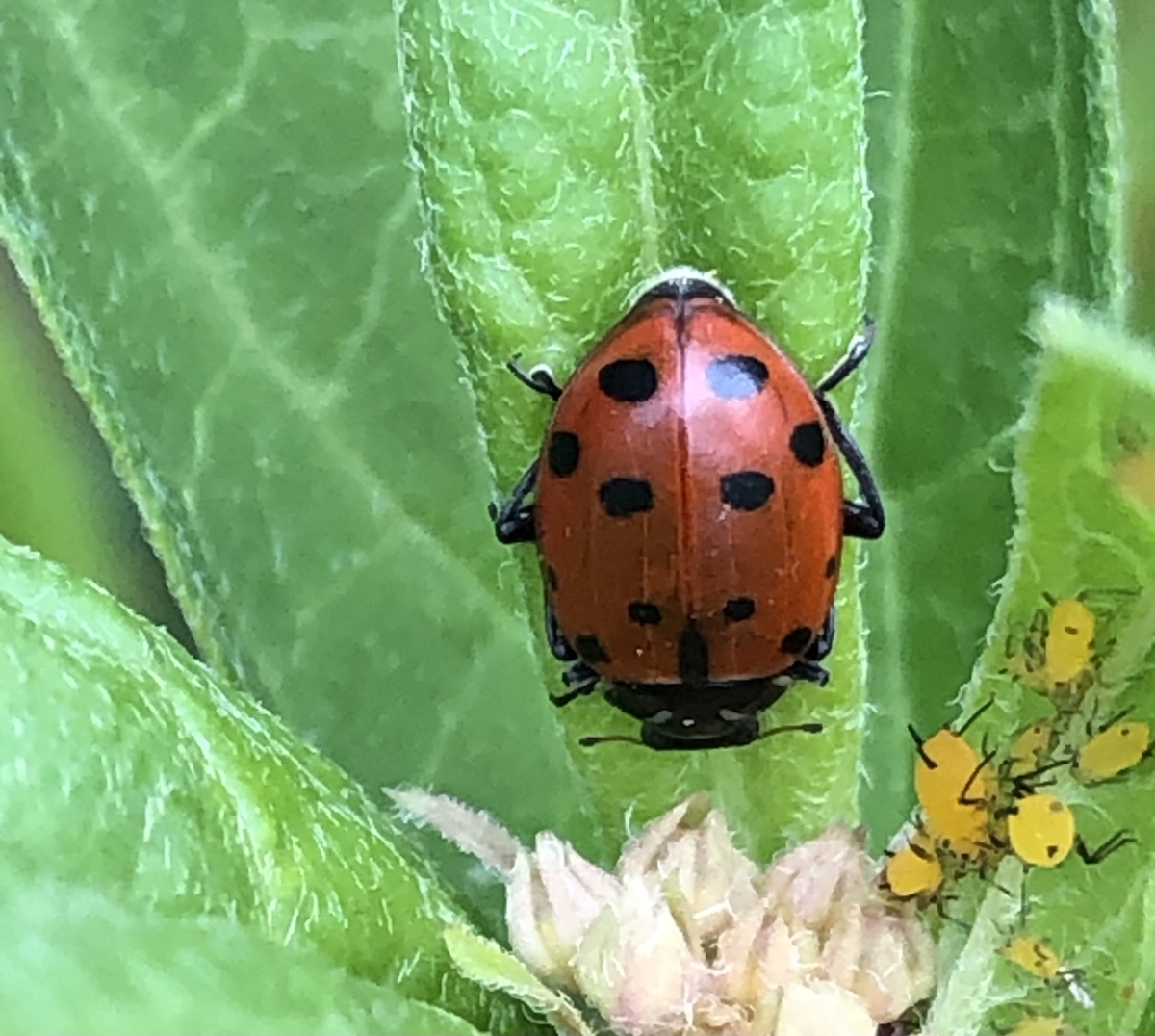 Image of lady bug and aphids