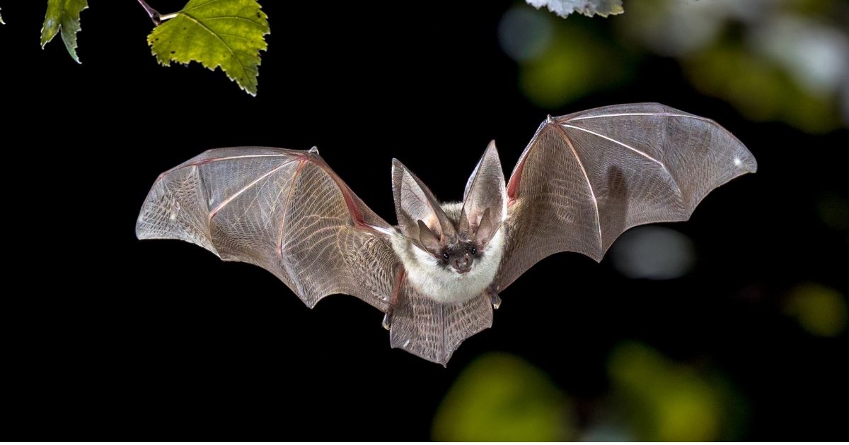 bat in flight under a tree branch