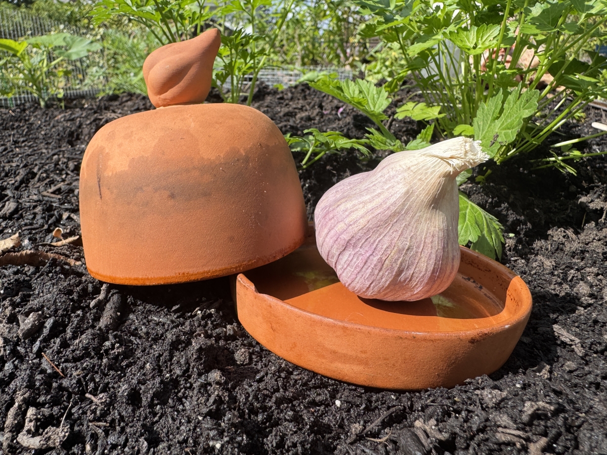 Image of garlic and a garlic cooker