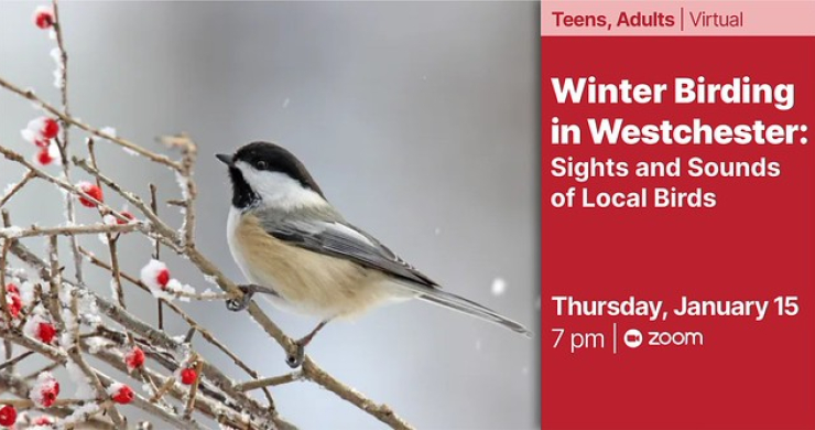 winter birding jan 15 zoom 7pm